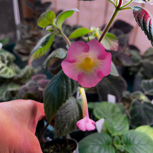 Achimenes Bride’s Cassandra, uroted stikling