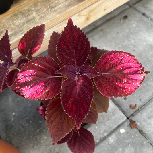 Coleus Haines, uroted stikling