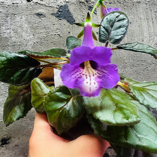 Sinningia SRG’s Blue Lagoon