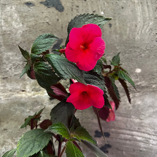 Achimenes Bride’s Ruth, uroted stikling