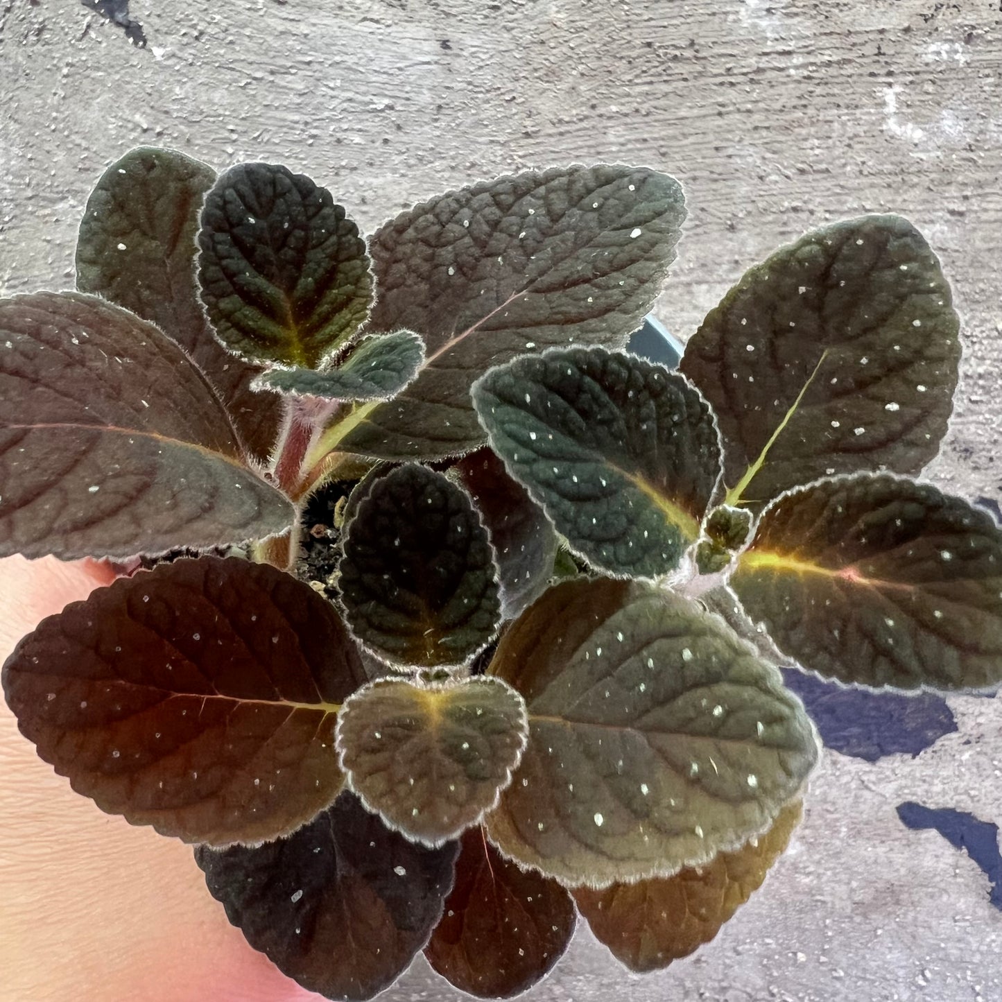 Gloxinia erinoides Red Satin, 8 cm potte