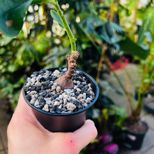 Monadenium aff.echinulatum