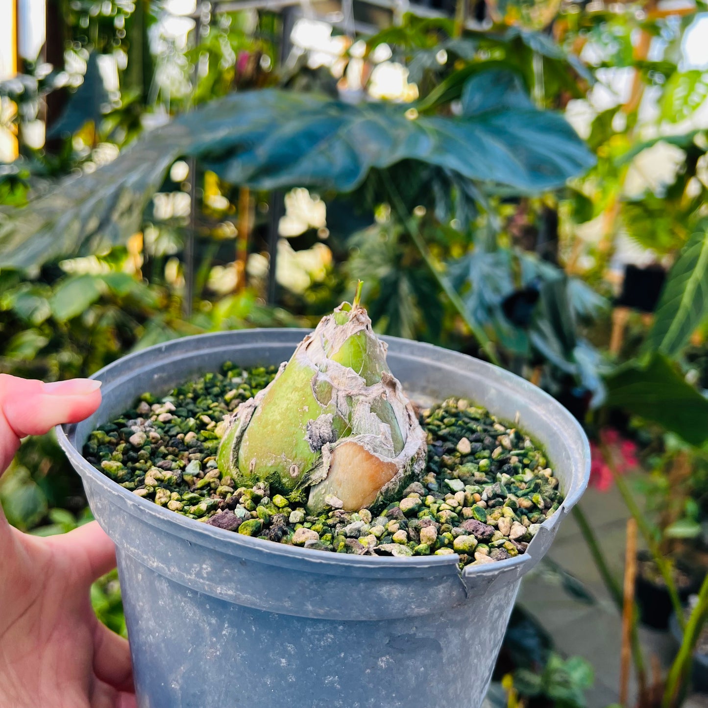 Ornithogalum ecklonii, 17 cm potte