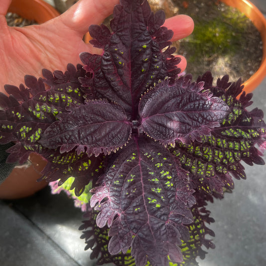 Coleus UTS Fishnet, uroted stikling
