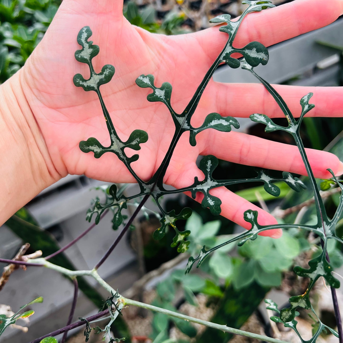 Adenia perrieri, barroted plante