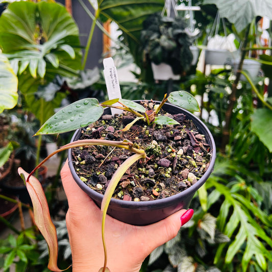 Philodendron Pangui Sunset