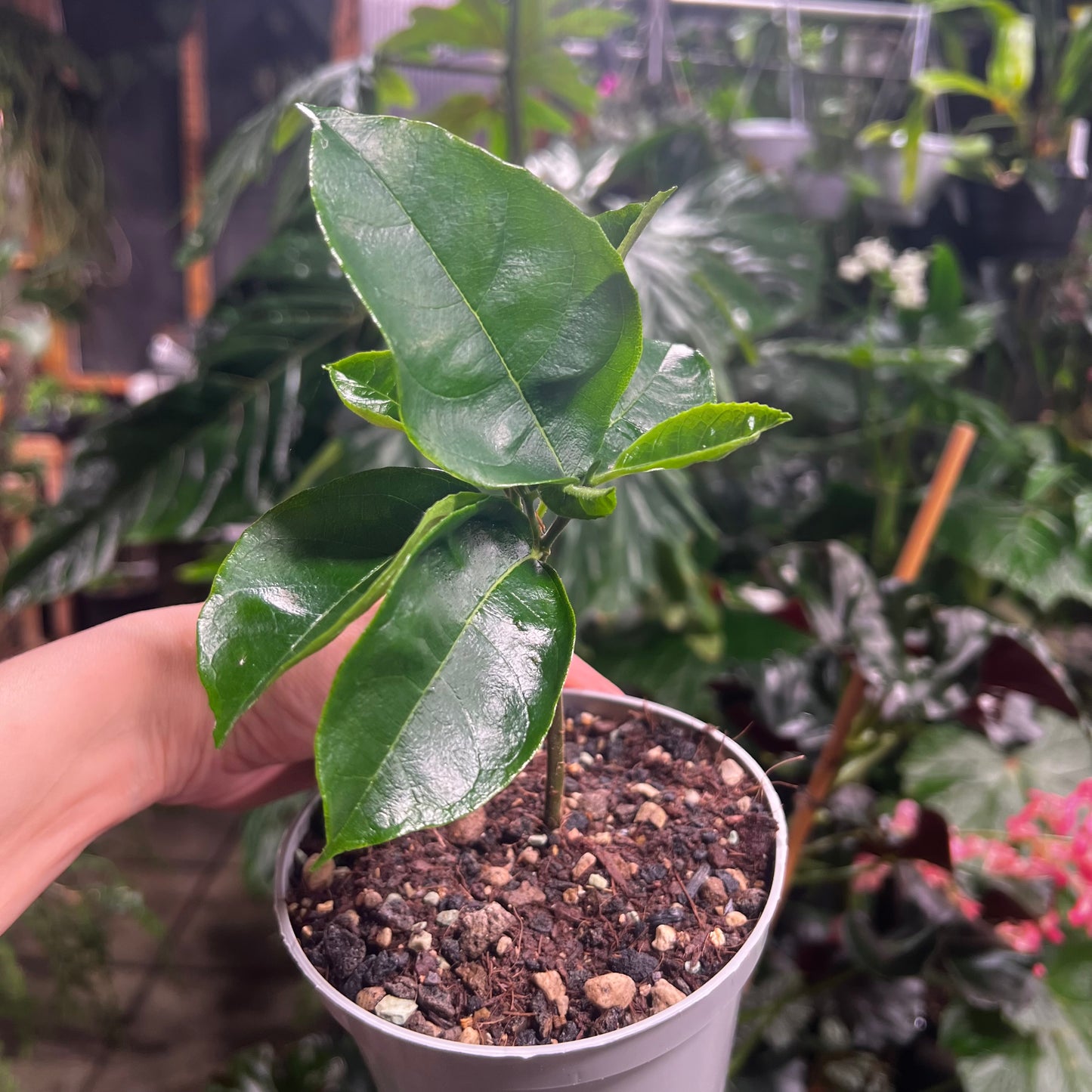 Artocarpus heterophyllus, 12 cm potte