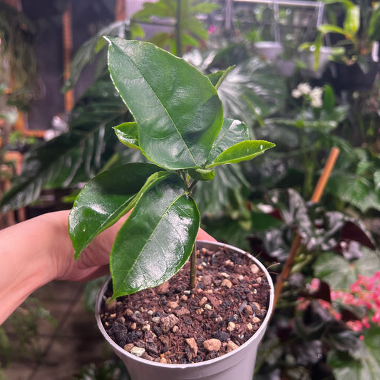 Artocarpus heterophyllus, 12 cm potte