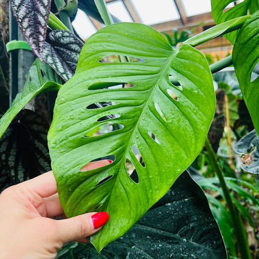 Monstera adansonii, uroted stikling