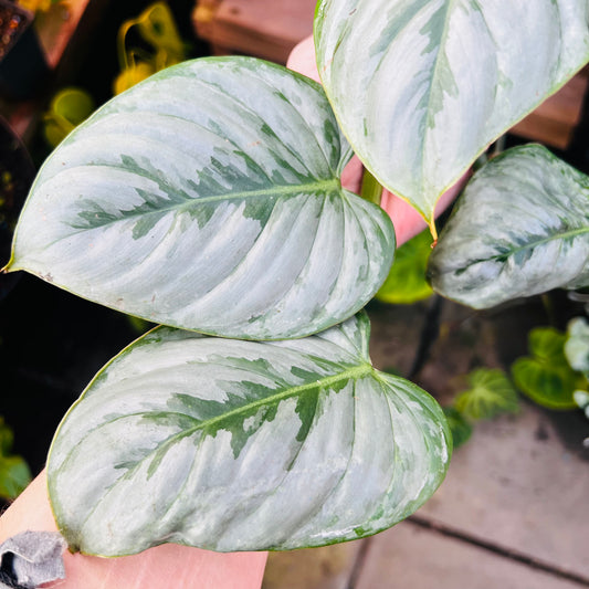 Philodendron brandtianum, uroted stikling med 2 nodier