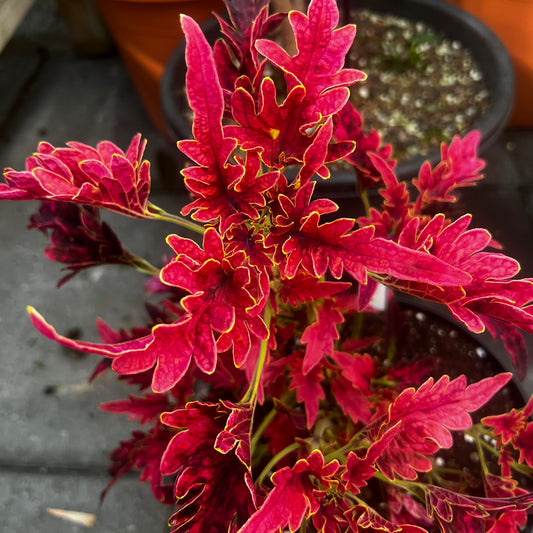 Coleus Disco Sport Pink, uroted stikling