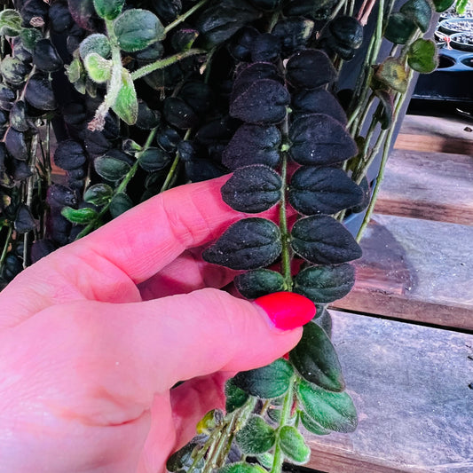 Columnea gloriosa, uroted stikling