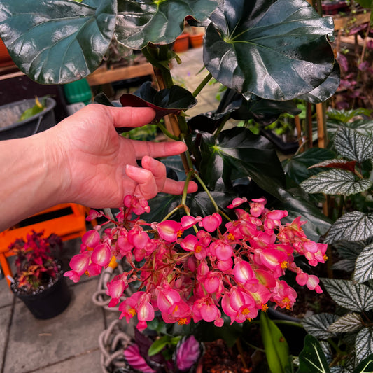 Begonia Alice Faye, uroted blad