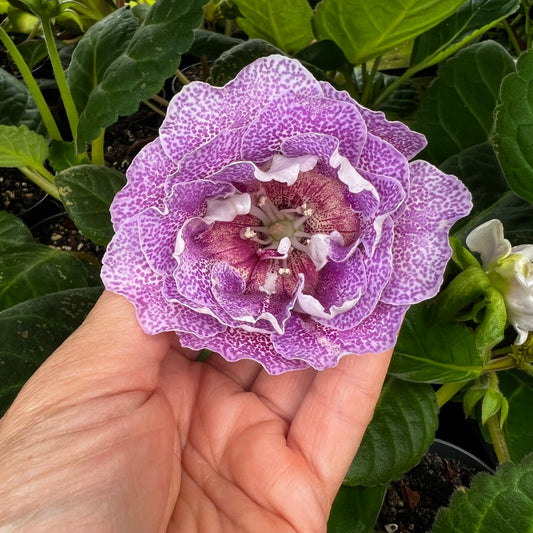 Sinningia speciosa RF-Hypnosis hibrid 5
