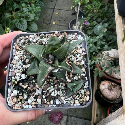 Haworthia tesselata mørk