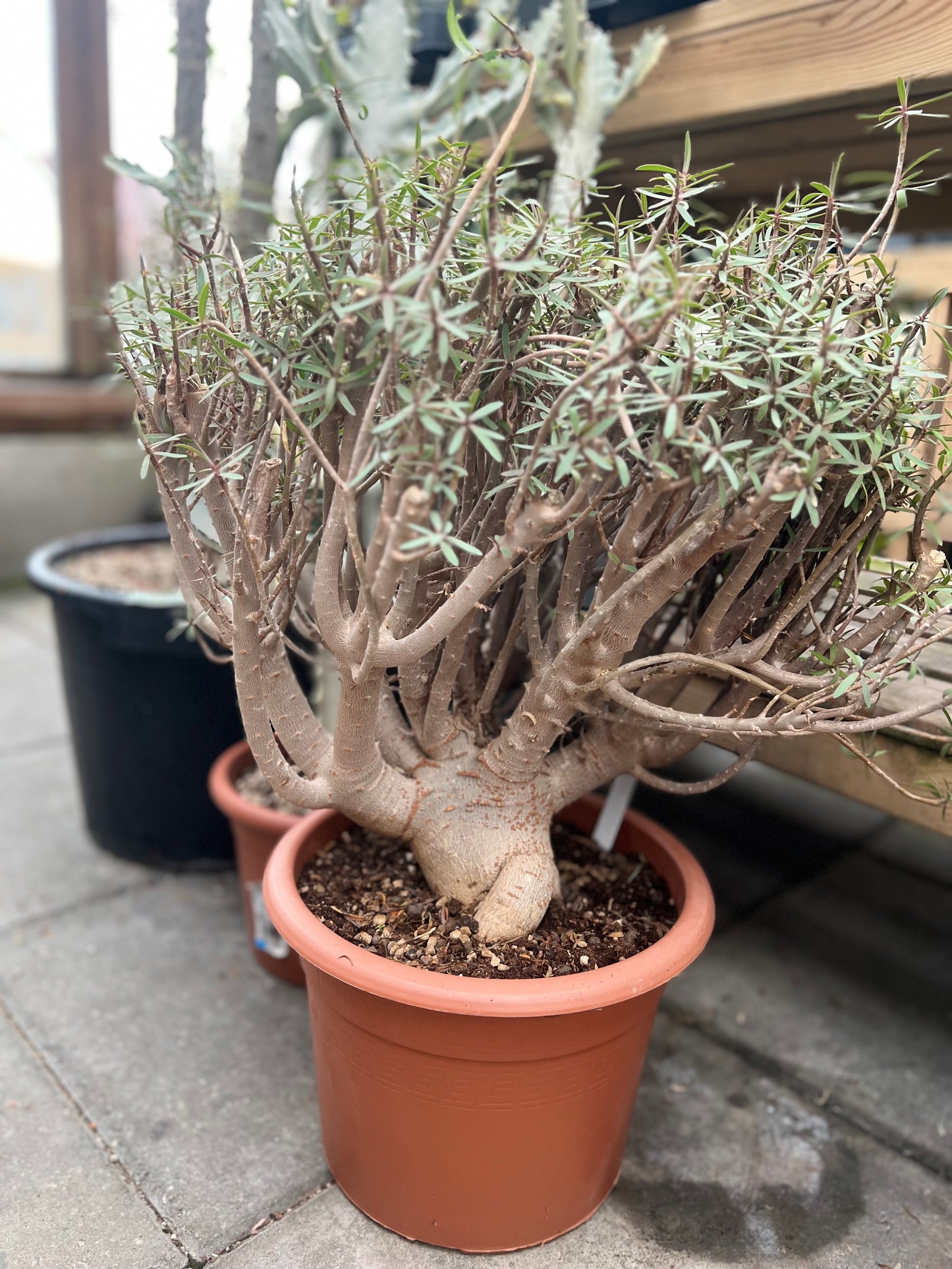 Euphorbia balsamifera, 20 cm potte