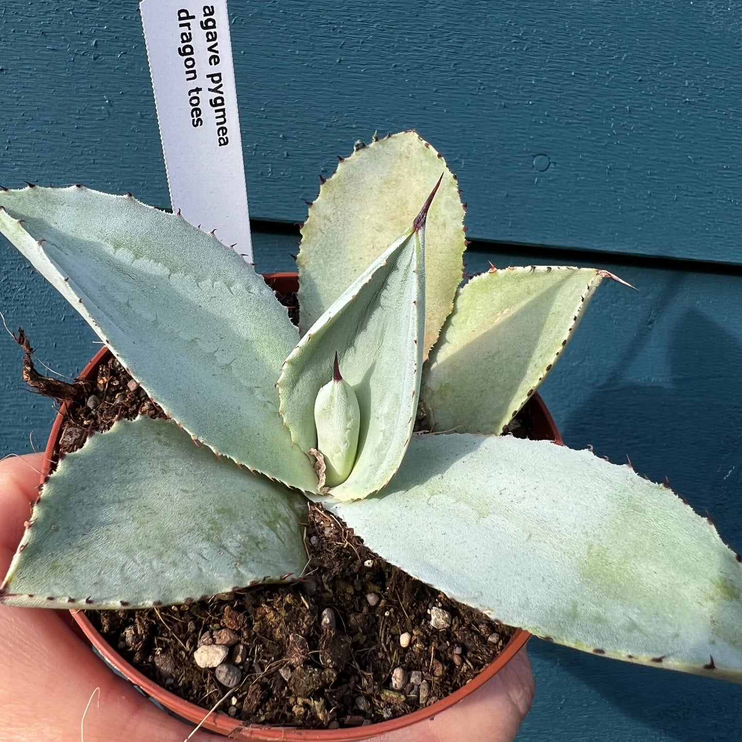 Agave pygmaea ‘Dragon Toes’, 10 cm potte