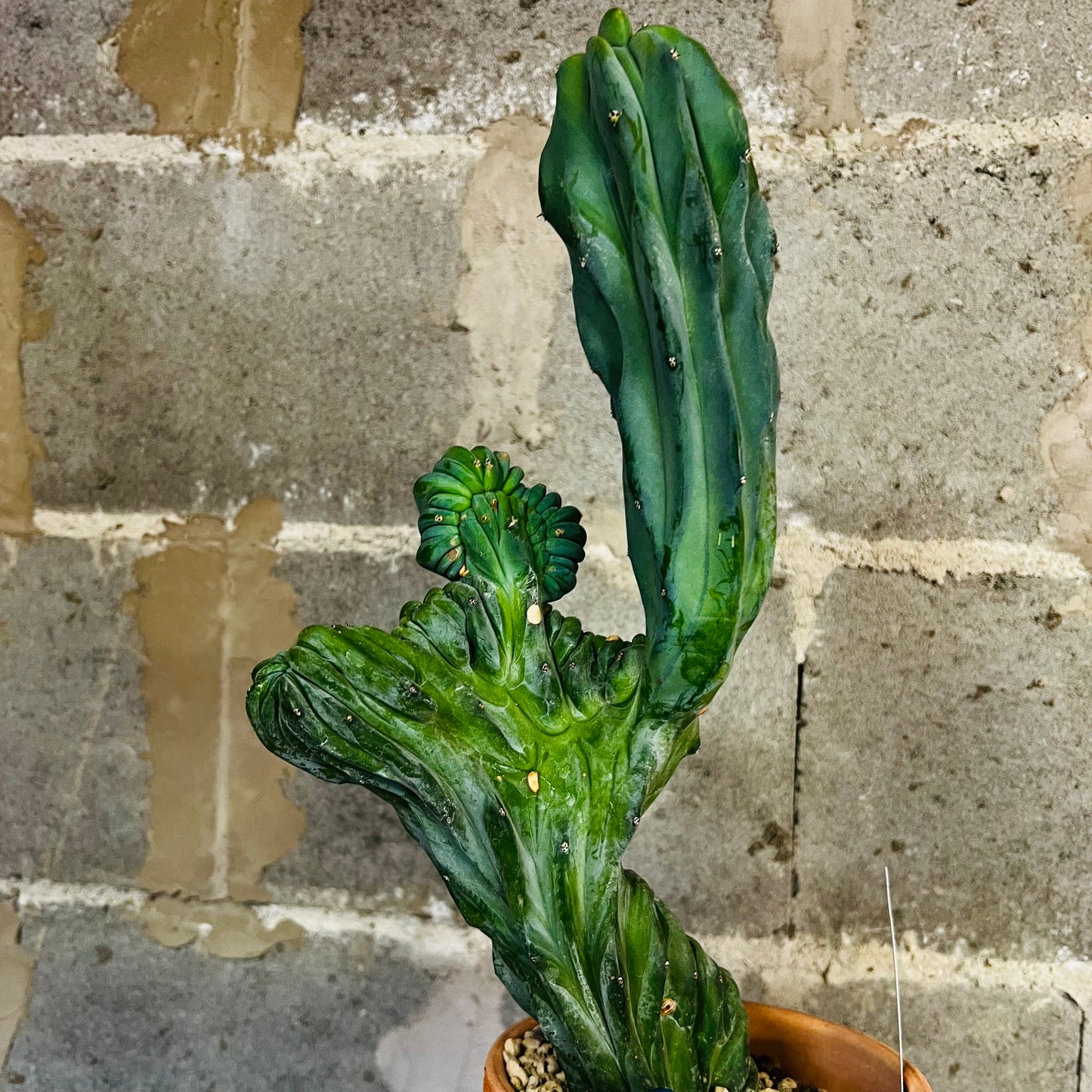 Myrtillocactus geometrizans f.cristata, 15 cm potte