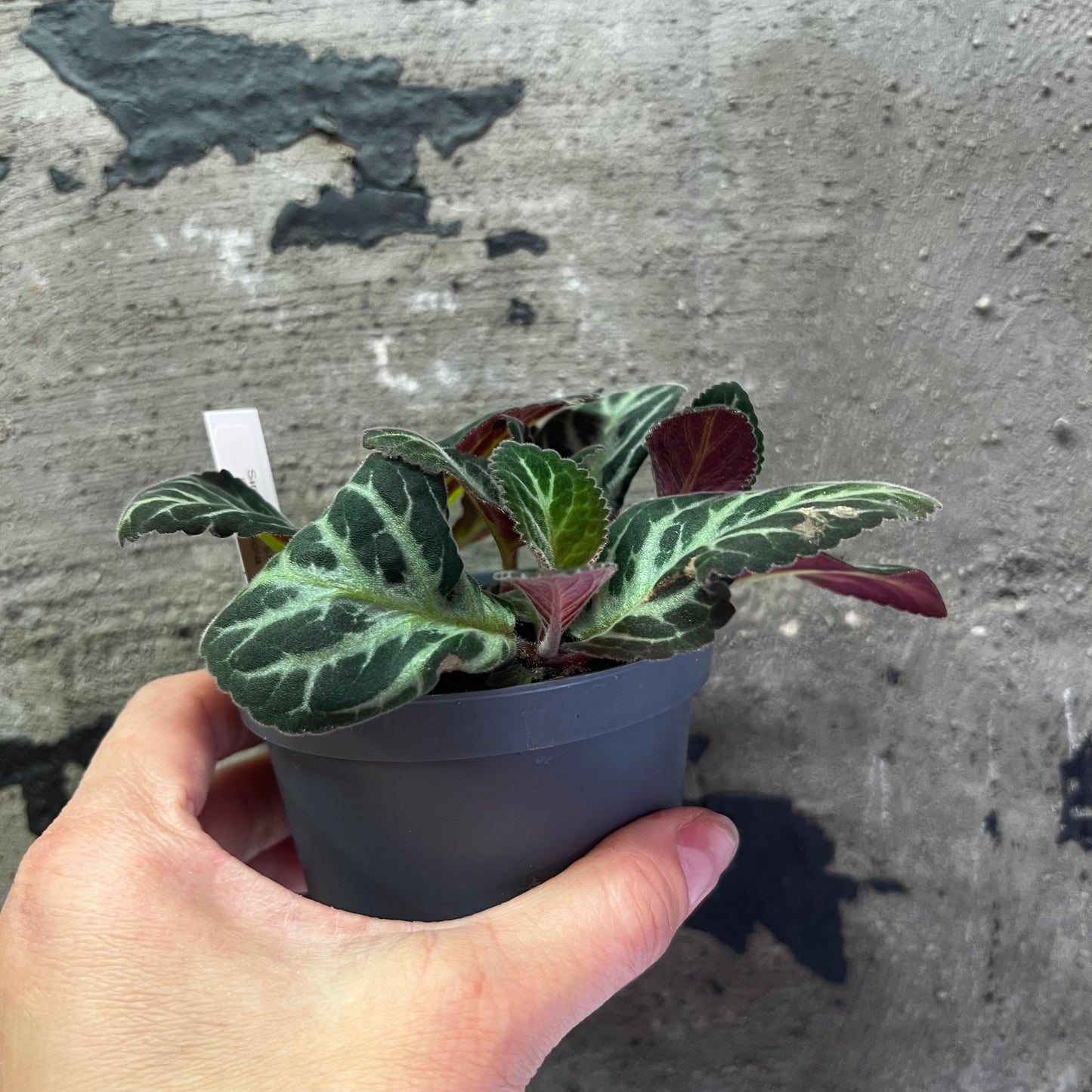 Sinningia speciosa Split corola x self, 8 cm potte