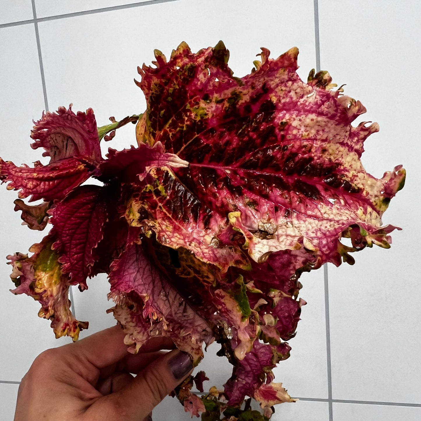 Coleus NN Lilly, uroted stikling
