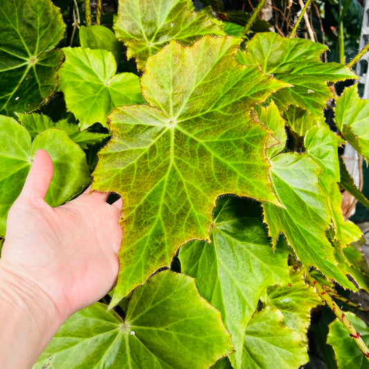Begonia ricinifolia, uroted blad