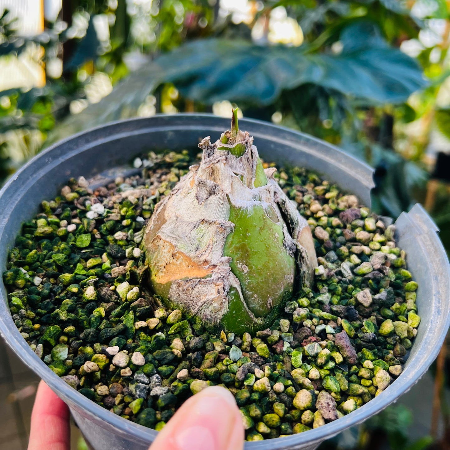 Ornithogalum ecklonii, 17 cm potte