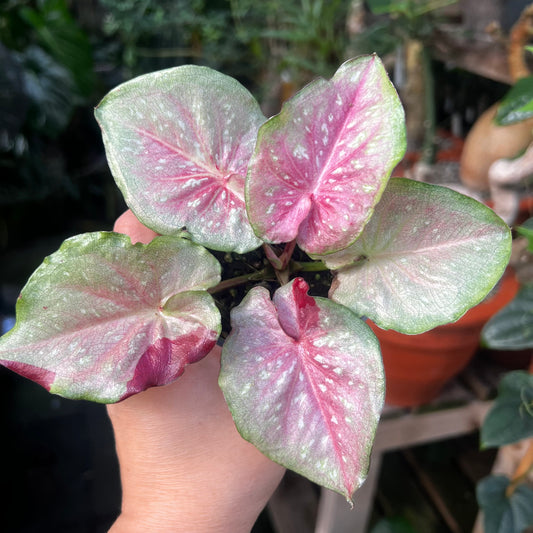 Caladium hybrid 7