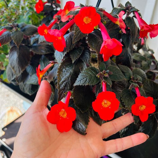 Achimenantha Inferno , uroted stikling