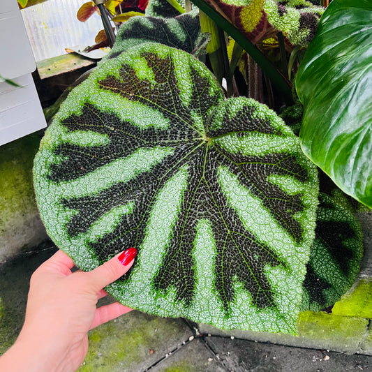 Begonia kui, uroted blad