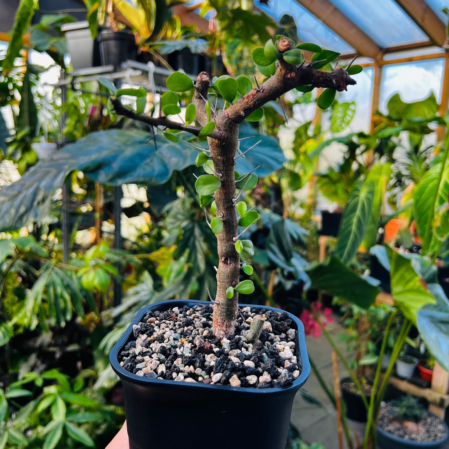 Fouquieria sp.