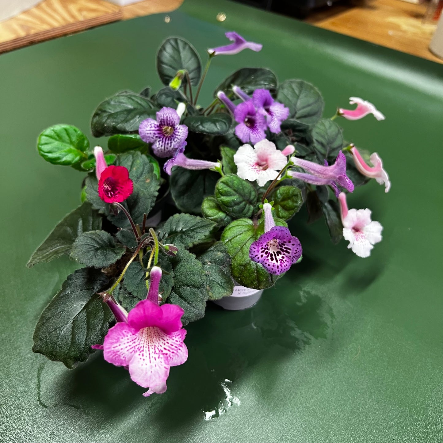 Sinningia pakke med 5 planter