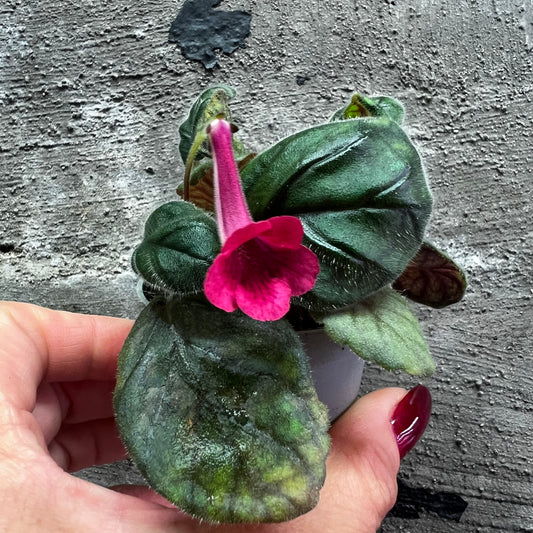 Sinningia Freya’s Kumquat hibrid 1