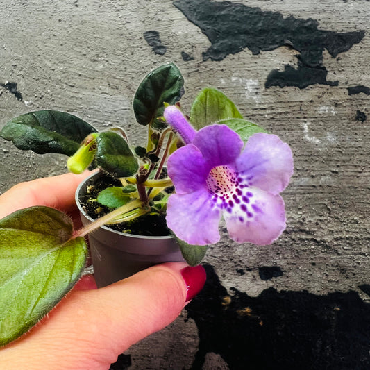 Sinningia SimSim Honey Peach hibrid 3