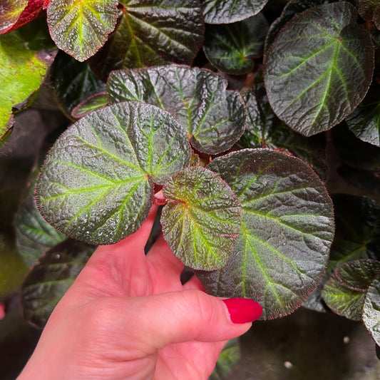 Begonia Manaus, uroted stikling