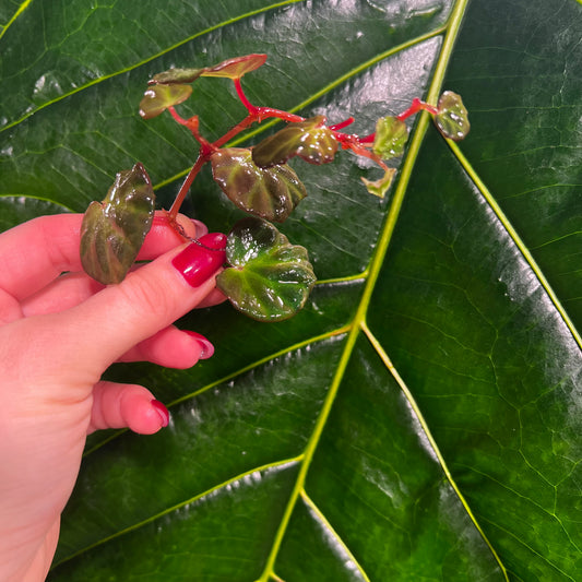 Begonia lichenora, uroted stikling